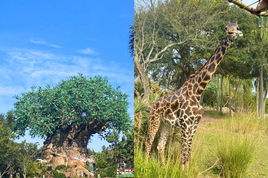 Roar and Explore A Complete Guide to All The Disney Animal Kingdom